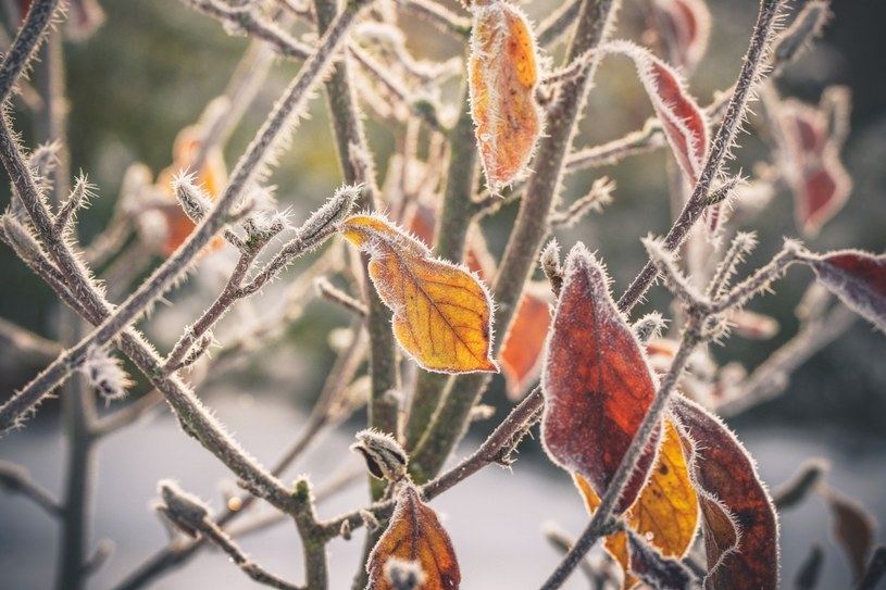 Rośliny dostosowują metabolizm do spadających temperatur /123RF/PICSEL