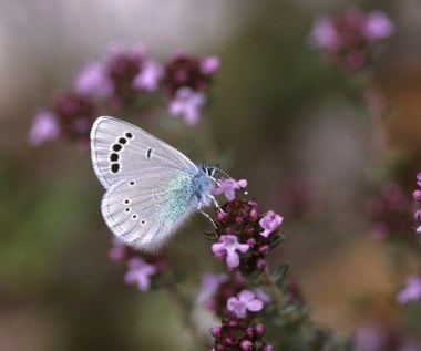 Rośliny, które chronią przed insektami