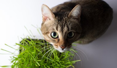 Rośliny, które nie są trujące dla kotów. Te w domu i te na balkonie