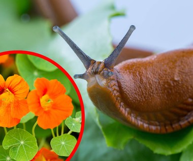 Rośliny, które odstraszają ślimaki. Naturalna ochrona przed szkodnikami