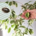 Rośliny, które przyciągają pluskwy. Lepiej usuń je z domu