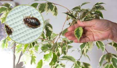 Rośliny, które przyciągają pluskwy. Lepiej usuń je z domu 