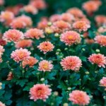 Rośliny, które warto posadzić w październiku. Zadadzą szyku w ogrodzie