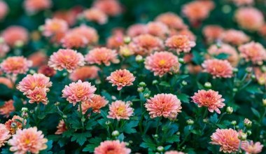 Rośliny, które warto posadzić w październiku. Zadadzą szyku w ogrodzie