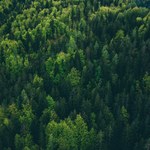 Rośliny "miały rację". Nowa metoda wychwytu CO2 działa na światło słoneczne
