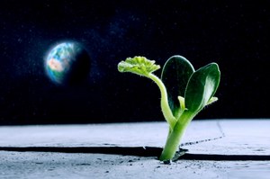 Rośliny mogą rosnąć na Księżycu? Specjalna farma to umożliwiła