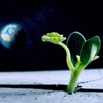 Rośliny mogą rosnąć na Księżycu? Specjalna farma to umożliwiła