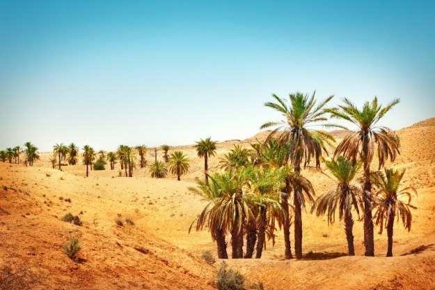Rośliny na Saharze możliwe nie tylko w oazach /123RF/PICSEL