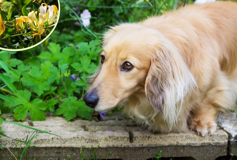 Rośliny niebezpieczne dla psa. Jakie rośliny trujące dla psa Polacy sadzą w swoich ogrodach? /123RF/PICSEL