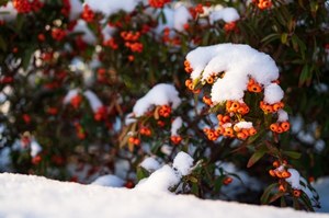 Rośliny potrzebują zimy. Niestety w Polsce będzie o nią coraz trudniej
