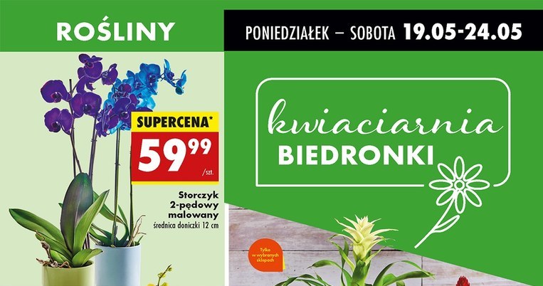 Rośliny taniej w Biedronce /Biedronka /INTERIA.PL