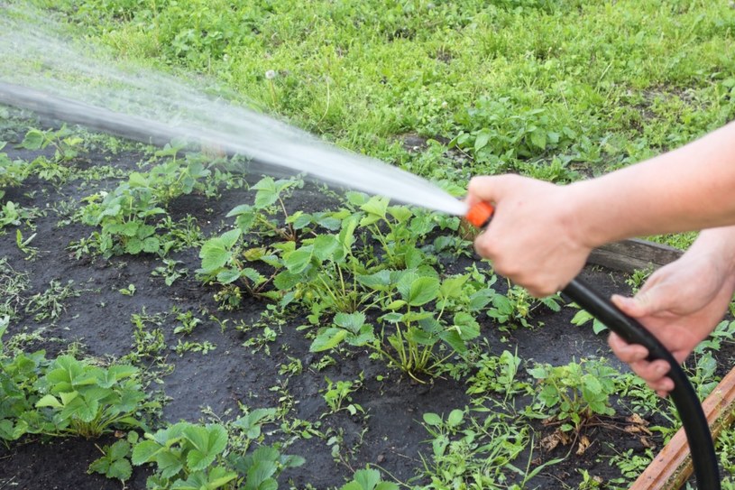 Rośliny w ogrodach podlewamy do pojawienia się pierwszych przymrozków /123RF/PICSEL