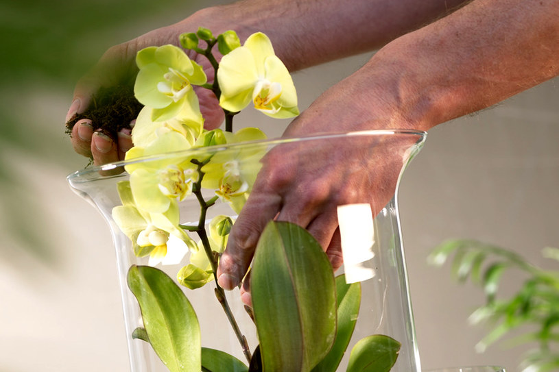 Rośliny w szklanych naczyniach prezentują się niezwykle efektownie /East News