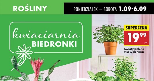 Rośliny z Biedronki – piękne i w dobrej cenie /Biedronka /INTERIA.PL