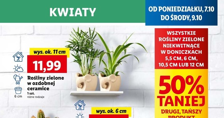 Rośliny zielone 50% taniej w Lidlu /Lidl /INTERIA.PL