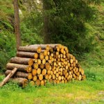 Rosną ceny drewna opałowego w nadleśnictwach. Jest jeden powód dużych podwyżek