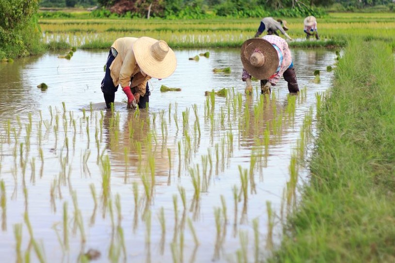 Rosną światowe ceny ryżu. Miliardom ludzi grozi głód /123RF/PICSEL