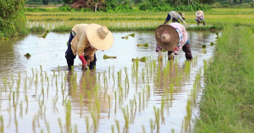 Rosną światowe ceny ryżu. Miliardom ludzi grozi głód /123RF/PICSEL