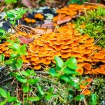 Rosną wszędzie wokół nas. I potrafią sterować deszczem 