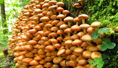 Rosną wszędzie wokół nas i zaczęły likwidować plastik