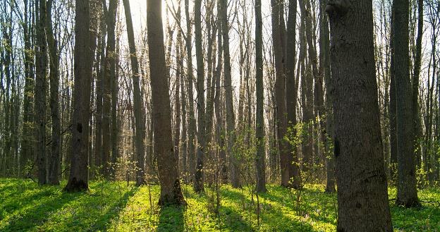 Rosną zyski Lasów Państwowych /&copy;123RF/PICSEL