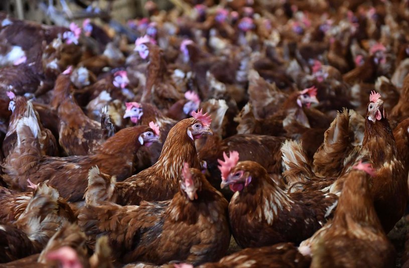 Rosnące koszty produkcji oraz mniejsza podaż drobiu z uwagi na ptasią grypę zrobiły swoje /AFP