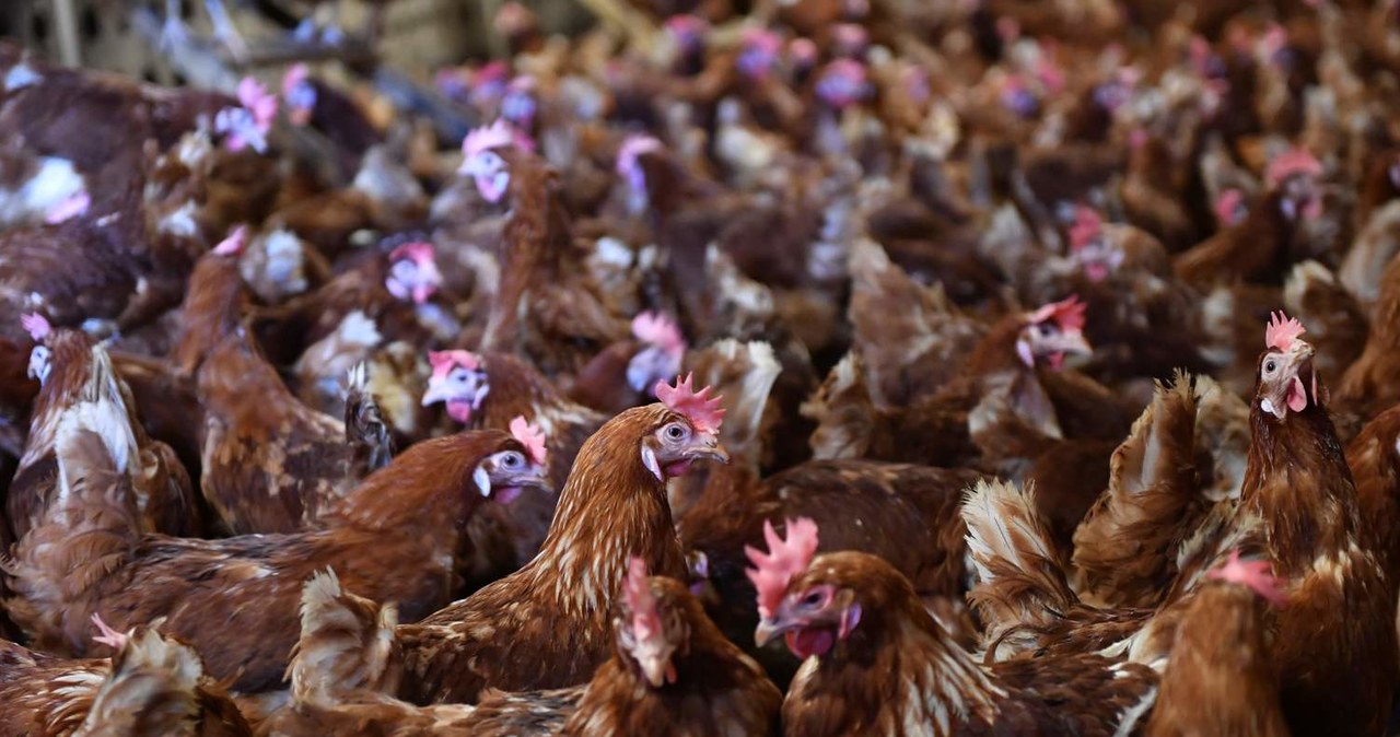 Rosnące koszty produkcji oraz mniejsza podaż drobiu z uwagi na ptasią grypę zrobiły swoje /AFP