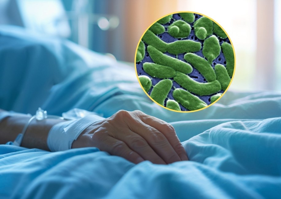 Rośnie bilans ofiar po zjedzeniu ostryg zakażonych bakterią Vibrio vulnificus, fot. Wikipedia/domena publiczna /Shutterstock