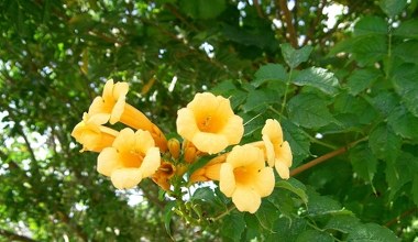 Rośnie jak szalone i robi efekt "wow". To pnącze podbija ogrody