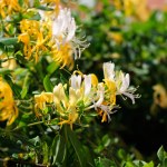 Rośnie jak szalony i zniewalająco pachnie. To roślina idealna na żywopłot