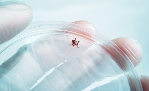 Rośnie liczba przypadków boreliozy. "Sami zgarniamy kleszcze"