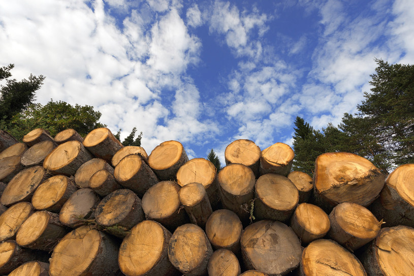 Rośnie liczba wykroczeń dotyczących kradzieży drewna w lasach /123RF/PICSEL