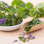 Rośnie na każdym trawniku, działa bakteriobójczo i wspiera trawienie. Nie depcz go, tylko wrzuć do garnka 