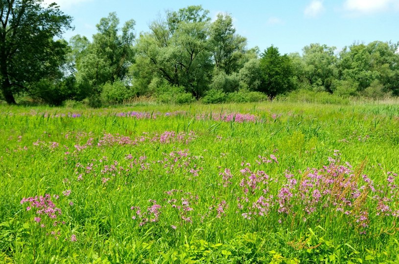 Rośnie na łąkach, przydrożach i w lasach. Lasy Państwowe: Należy się wystrzegać