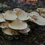 Rośnie nawet w parku, ale nikt go nie zbiera. Jest jadalny i do tego smaczny 