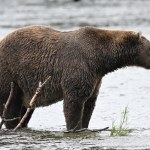 Alaska Rośnie nowe pokolenie grubych niedźwiedzi. Wybierają tego największego