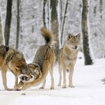 Rośnie populacja wilków na Podkarpaciu. Coraz więcej szkód w hodowli owiec 