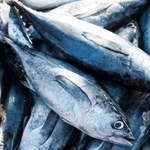 Rośnie poziom rtęci u ryb morskich