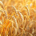Rośnie produkcja zbóż na świecie, ziarno drożeje