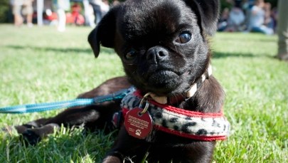 Rośnie ryzyko wścieklizny w Szwecji. Powodem przemycane psy, także z Polski 