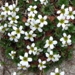 Rośnie w Polsce tylko w jednym miejscu. To unikat na skalę światową