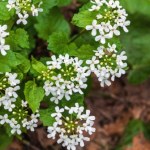 Rośnie wszędzie i pachnie czosnkiem. Polacy ignorują, a to prawdziwy hit