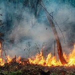 Rośnie zagrożenie pożarami w lasach: Najwyższy stopień dla sześciu województw