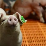 Rossielchoznadzor: Polska nie powinna eksportować wieprzowiny