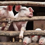 Rossielchoznadzor: Rosja wprowadza zakaz importu produktów z wieprzowiny