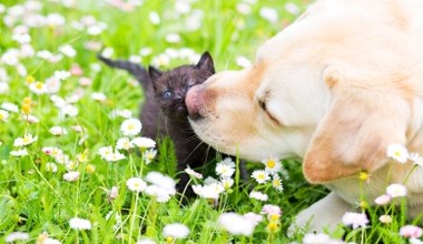 Rossmann z ofertą dla pupili! Co warto kupić w promocji?