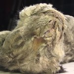 Rosyjscy naukowcy odnaleźli ciało lwa sprzed tysięcy lat