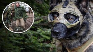 Rosyjscy żołnierze zazdroszczą wyposażenia ukraińskim... psom