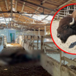 Rosyjscy żołnierze zjedli zwierzęta z ukraińskiego zoo