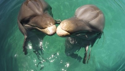 Rosyjska armia kupuje delfiny. Na wojnach były już foki, gołębie, a nawet mastify